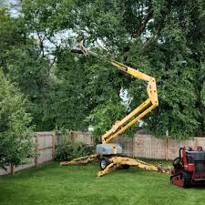 Trusted Kerrville, TX Tree Care Experts