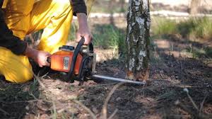 Best Firewood Processing and Delivery  in Kerrville, TX