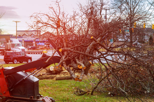 Best Root Management and Removal  in Kerrville, TX