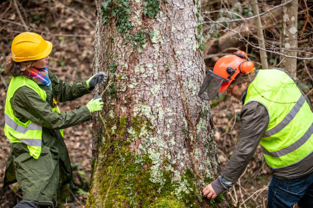 How Our Tree Care Process Works  in  Kerrville, TX