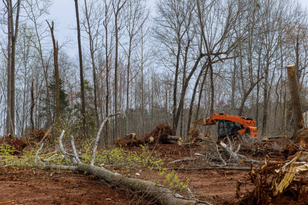 Best Lot and Land Clearing  in Kerrville, TX