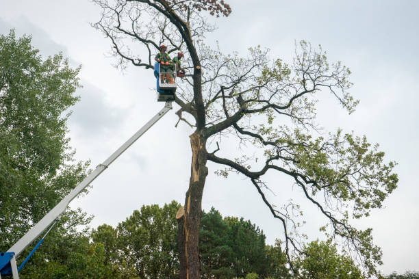 Best Lawn Maintenance Plans  in Kerrville, TX