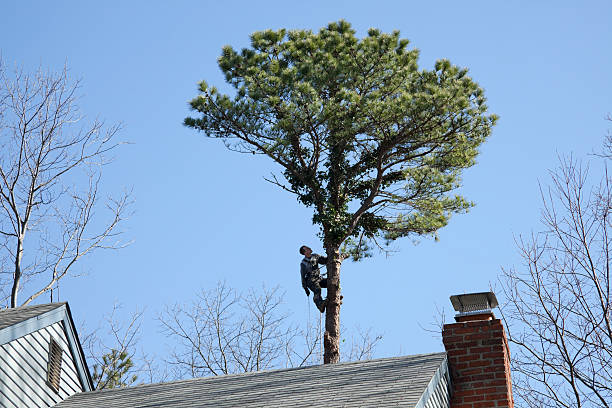 Best Emergency Tree Removal  in Kerrville, TX