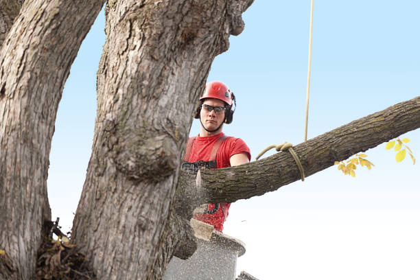 Best Tree Disease Treatment  in Kerrville, TX
